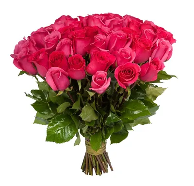 Заказать Малиновые розы | Малиново-розовая роза 60см (Эквадор)75шт. с  бесплатной доставкой | Katty Art Flowers