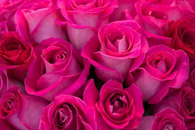 Малиновые розы (280) купить с доставкой по Москве недорого по цене от 4450  руб.