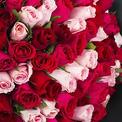 Mono 86 розовые розы» купить во Владимире - Магазин «Цветы Цена Одна»