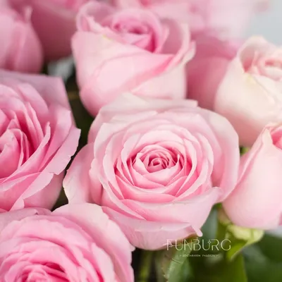 Малиновые розы в цилиндре (S) 31-35 роз - купить в интернет-магазине Rosa  Grand