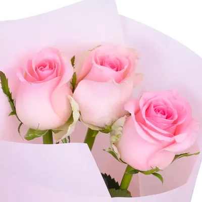 Букет из 51 малиновой розы 40 см - купить в Москве по цене 2990 р - Magic  Flower