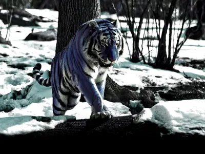 Мальтийский тигр: редкий вид, обитающий в Китае» — создано в Шедевруме