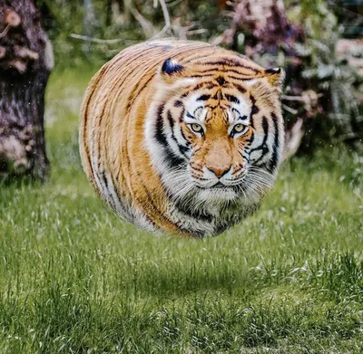 Голубой тигр обои - 68 фото