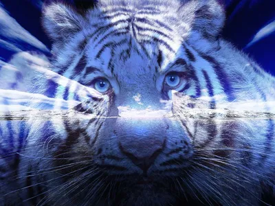Существует ли мальтийский голубой тигр на самом деле? (3 фото) » Интересные  факты: самое невероятное и любопытное в мире