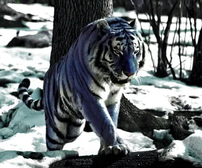 Мальтийский голубой тигр | Необычное уже сегодня | Дзен