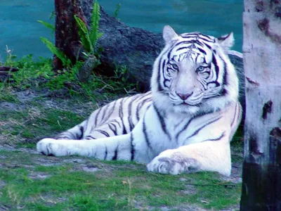 Уссурийский белый тигр - картинки и фото poknok.art