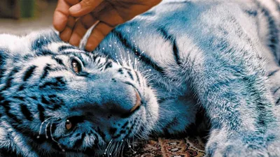 Существует ли мальтийский голубой тигр на самом деле? - Хвастунишка - 24  декабря - 43674448243 - Медиаплатформа МирТесен