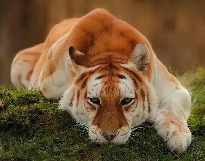 Уши тигра - 71 фото