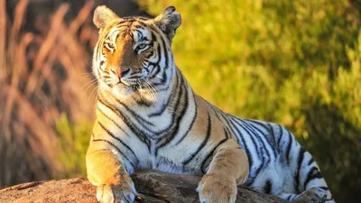Тигры, лигры, львы. все о тиграх | ВКонтакте
