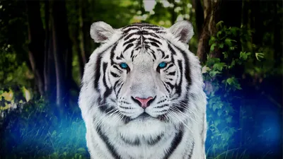 Картинки черного тигра - 67 фото