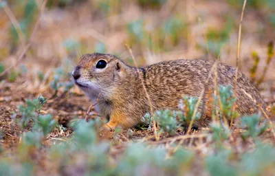 Малый суслик (Животный мир Дагестана) · iNaturalist