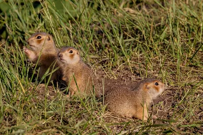 Суслик малый (Суслик серый) - Spermophilus pygmaeus