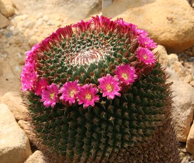 Mammillaria mystax — Вікіпедія