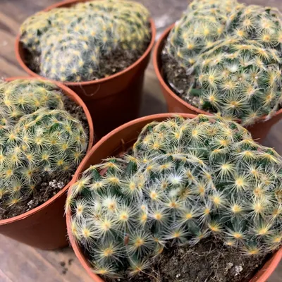 Растение ⌀ 5 Mammillaria SCHIEDEANA (Маммиллярия): купить c доставкой  почтой 🌸 Адениум дома