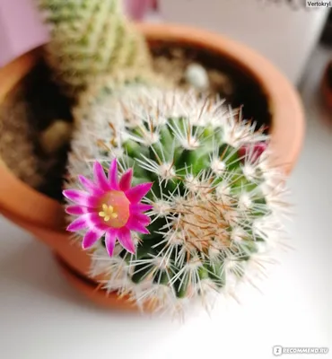 Кактус Мамилярия Cactus Mammillaria