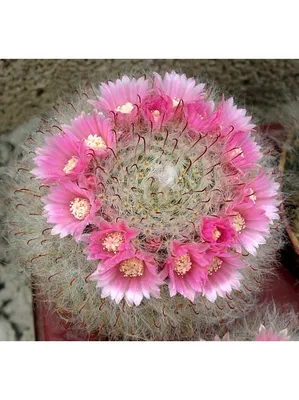 Кактусы - фото, виды и названия Род Маммилярия - Mammillaria