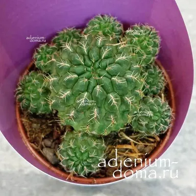 Маммиллярия бокасская (Mammillaria bocasana, маммилярия бокасана)