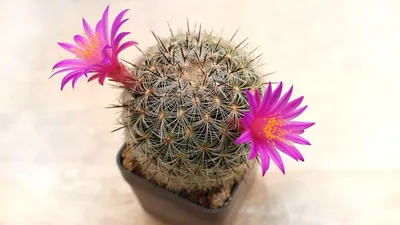 Растение ⌀ 5 Mammillaria BOCASANA (Маммиллярия, Rosea): купить c доставкой  почтой 🌸 Адениум дома