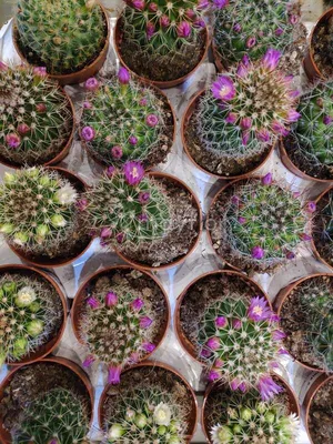 Отзыв о Кактус Маммилярия Вильда (Mammillaria Wildii) | Не прихотливое  растение.