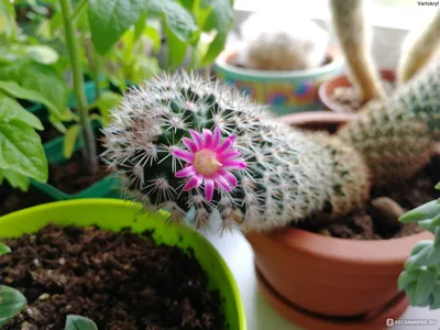 Маммиллярия побегоносная, жёлтые колючки (Mammillaria prolifera subsp.  Prolifera, маммилярия пролифера)