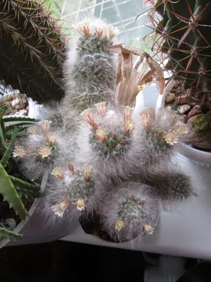 Прекрасное цветение #mammilaria humboldtii🌄 классик эдишн. 🌱🌱🌱 К слову  этого вида маммилярия и её \"мини\" форма у меня есть для продажи🌵… |  Instagram