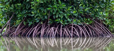Мангровые леса фото фото