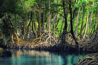 Мангровые леса. \"Лоскутное одеяло\" видов находится под угрозой  исчезновения, 35% уже вырублено | ЭкоФакт | Дзен