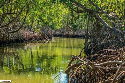 Мангровые леса - деревья в воде. | taiga.co | Дзен