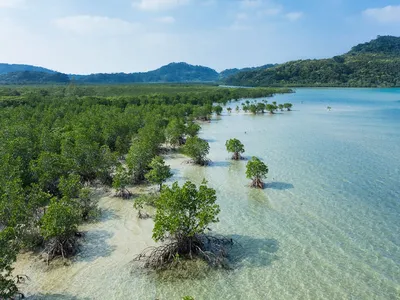 тропические мангровые леса стоковое фото. изображение насчитывающей  напольно - 233605266