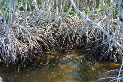 Мексиканские мангровые заросли помогают смягчить изменение климата
