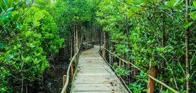 Мангровые леса и зеленый пруд в краби Стоковое Изображение - изображение  насчитывающей среда, изумруд: 177195201