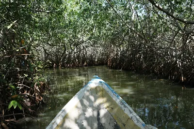 Каякинг в мангровом лесу Янбару | Окинава