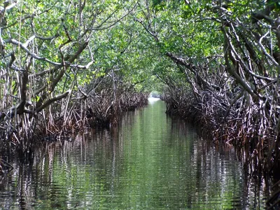 Конкурс рисунка «Мангровые леса» Организатор: Mangrove Action Project. К  участию приглашаются дети.. | ВКонтакте