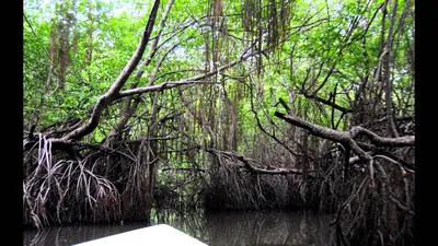 Фотографы дикой природы на страже мангровых лесов - FotoPro.by