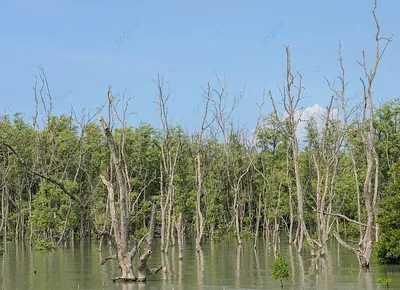 Мангровые леса в центре природы Kolb Энн Стоковое Фото - изображение  насчитывающей корни, вал: 183109378