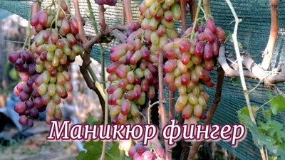 Мое новое увлечение-виноград с длинной ягодой. | Лоза виноградная | Дзен