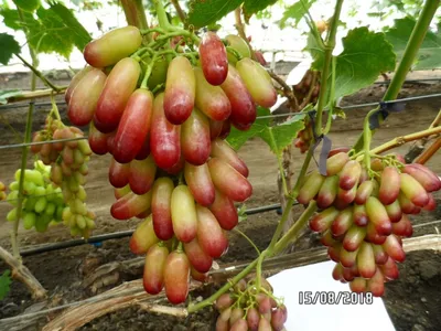 Виноград Маникюр Фингер: продажа, цена в Винницкой области. Семена, саженцы  и рассада плодово-ягодных культур от \"Интернет-магазин садовода Наша дача\"  - 1405292389