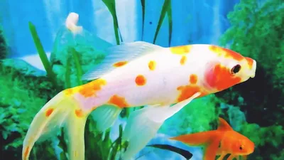 Моно Себае - Monodactylus Sebae - Рыбки - Nano Fish