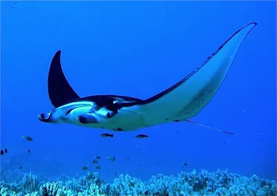 Манта или гигантский морской дьявол (Manta birostris)