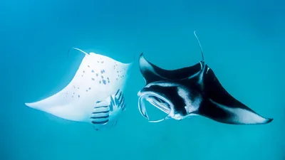 Подводная фотосессия с гигантским скатом « FotoRelax | Manta ray, Giant  manta, Underwater creatures