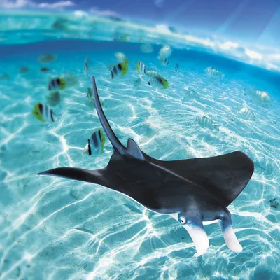 картинки : Manta Ray, луч, океан, море, Подводный, рыба, дайвинг, Подводное  плавание, Коралл, Риф, Мальдивы, морской скат 3148x1765 - - 1370049 -  красивые картинки - PxHere