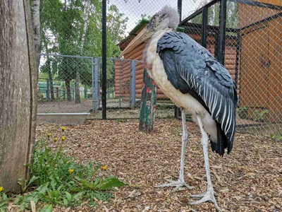 Нижегородский зоопарк «Лимпопо» построил гигантский вольер для птиц марабу