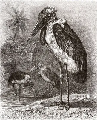 Гигант марабу-аистик с длинным купюром и лысой головой Африканская птица в  зоопарке Длинные ноги и клюзовая птица Стоковое Изображение - изображение  насчитывающей двухстороннего, вышесказанного: 159787763