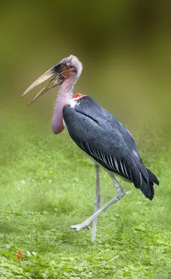 Африканский марабу Marabou stork - YouTube