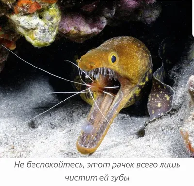 Ленточная мурена. Рыба, которая не определилась с цветом и полом | Редкие  животные, Животные, Коралловые рифы