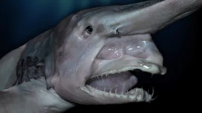 Найдена самая глубоководная рыба в мире — видео из Марианской впадины