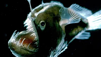 Ученые сняли на видео самую глубоководную в мире рыбу: новости, тихий  океан, марианская впадина, рыба, видео, домашние животные
