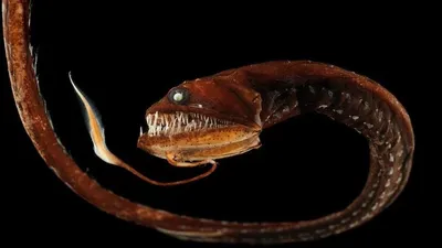 В Марианской впадине обнаружена самая глубоководная рыба