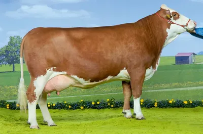 Масть — признак происхождения типа коров в Северном регионе