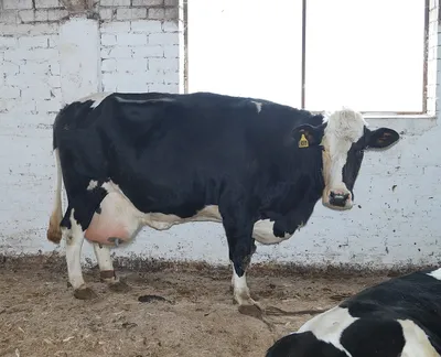 Аквитанская светлая мясная порода коров